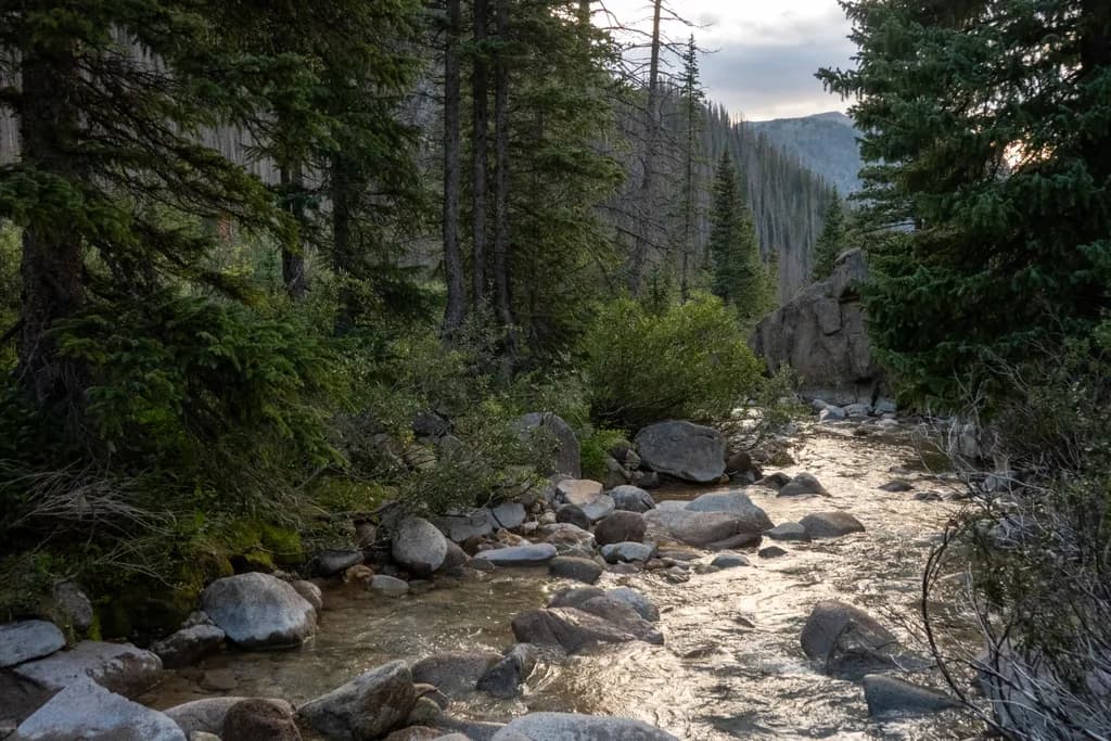 Sunlit Forest Stream
