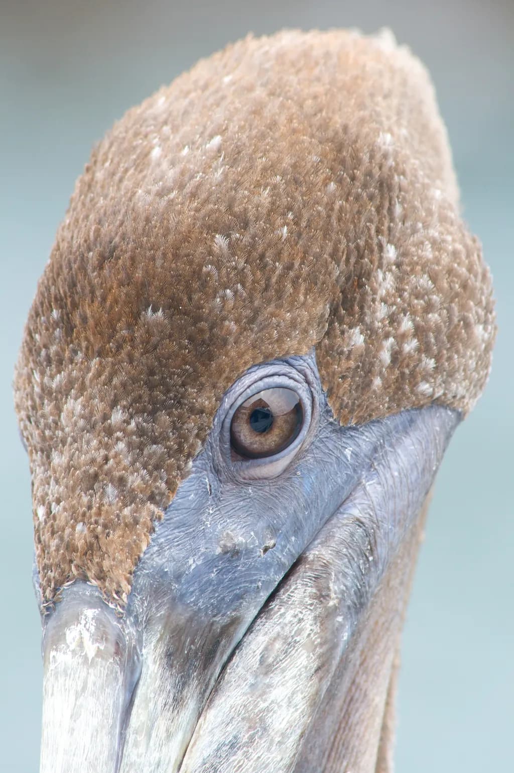 Pelican Gaze