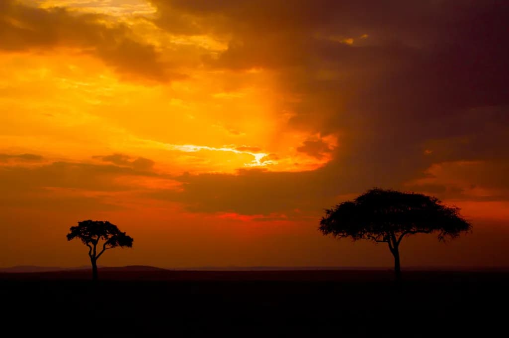 Kenyan Dusk Silhouettes