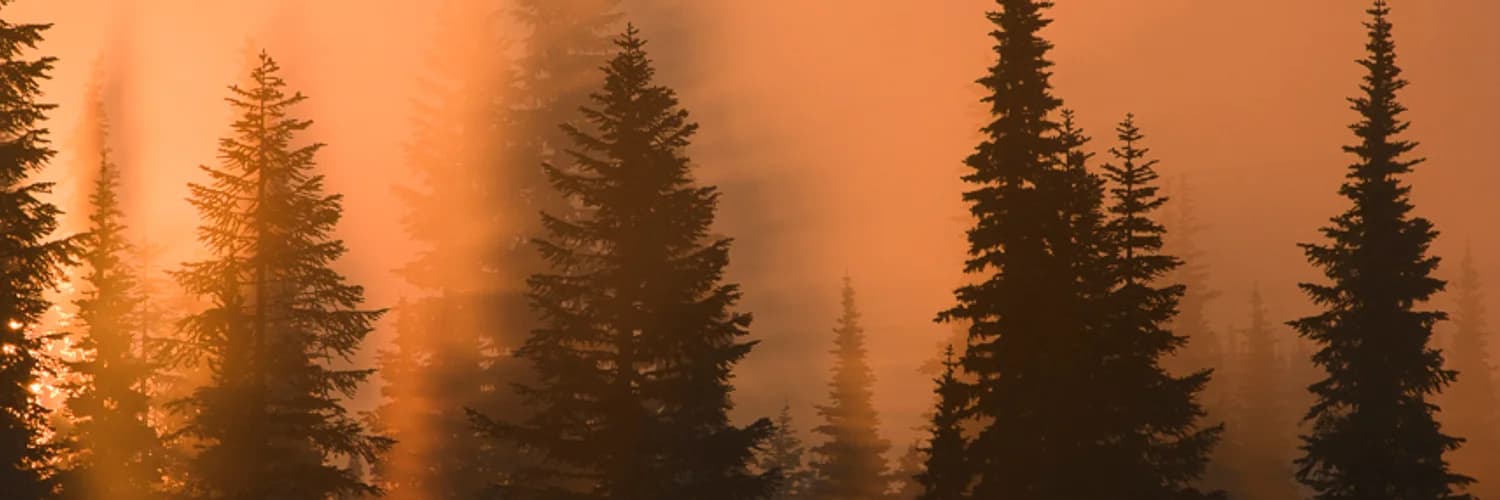 Profile banner