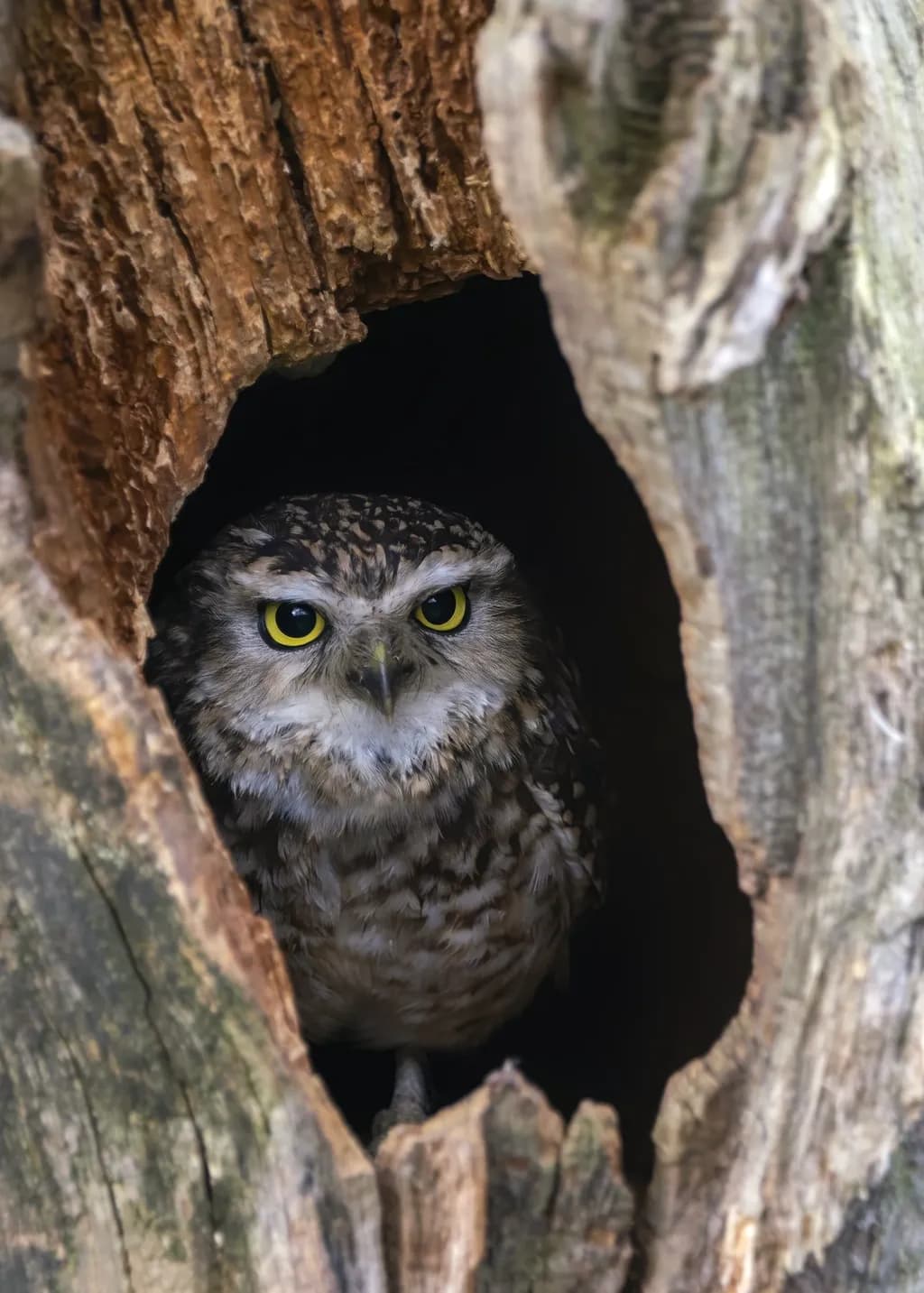 Tree Hollow Watcher