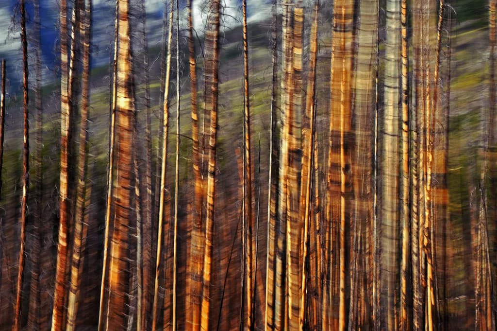 Whispers of the Forest: A Dance of Light and Shadow Among the Trees
