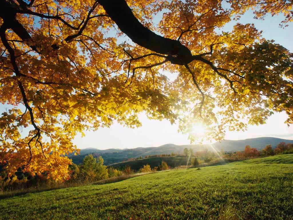 Golden Hour Serenity: A Captivating Autumn Landscape at Sunset