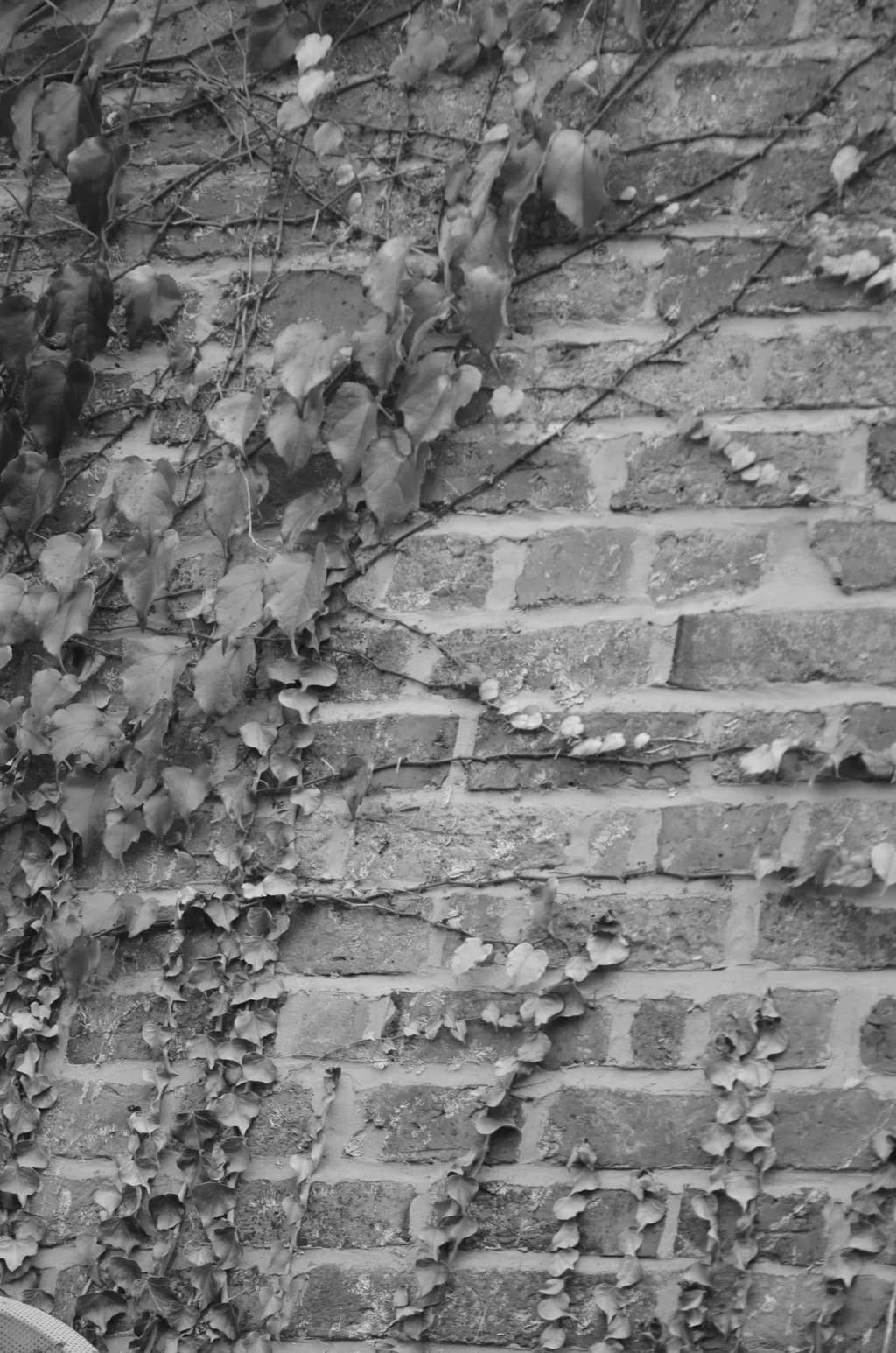 Whispers of Nature: Ivy Embracing the Brick Wall in Monochrome Elegance