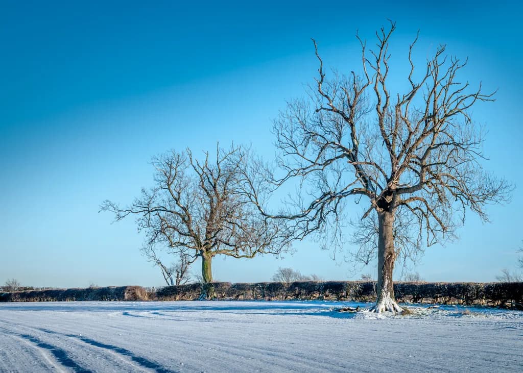 Serene Winter Landscape: Majestic Trees Embraced by Snow and Blue Skies