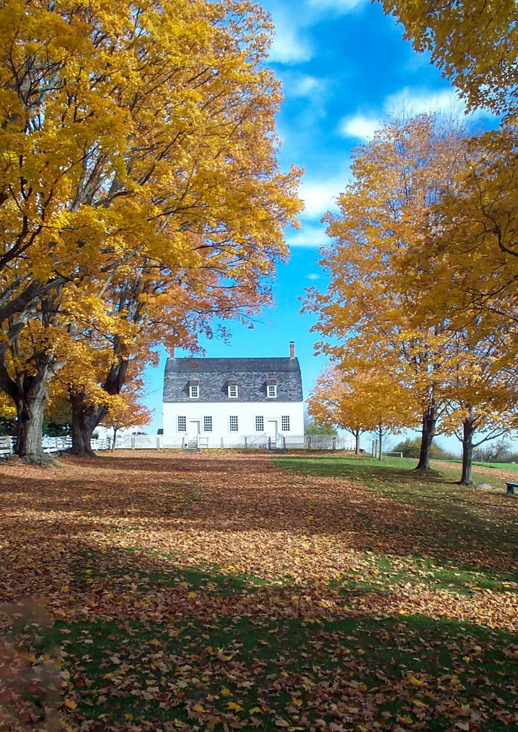 Autumn Serenity: A Tranquil Landscape of Golden Leaves and Timeless Charm