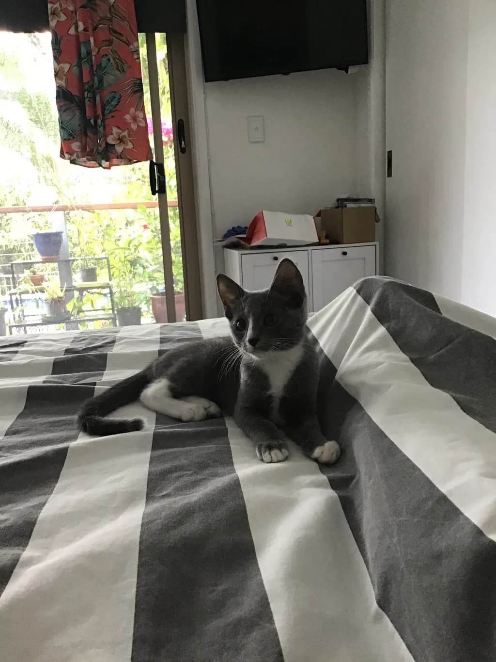 Cozy Moments: A Gray Cat's Relaxing Retreat on Striped Bedding