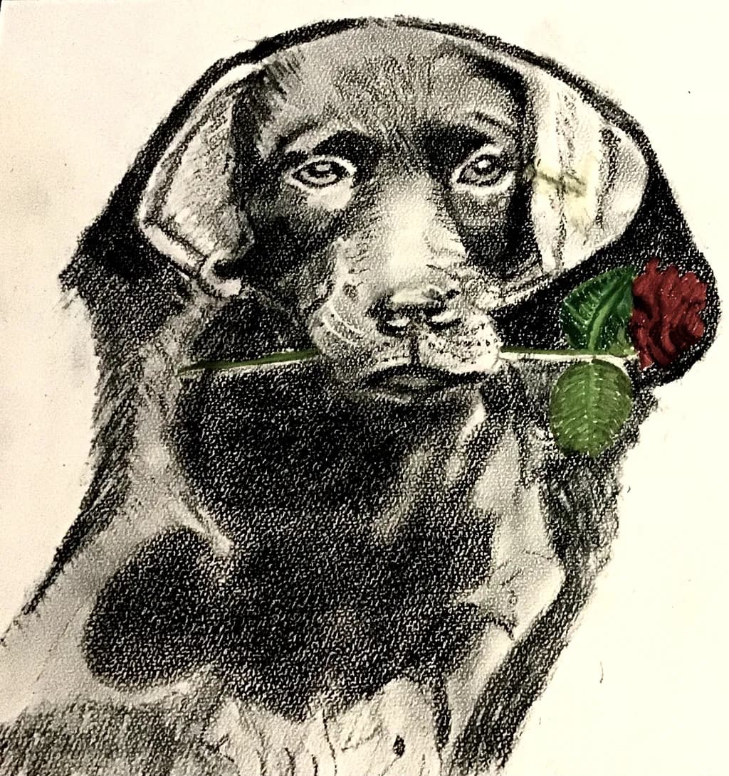 Labrador with Rose