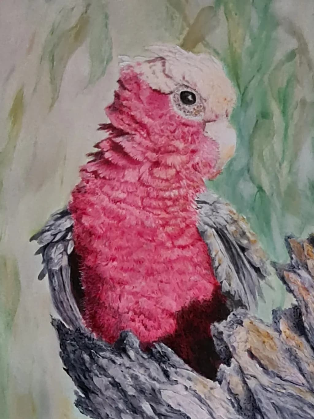 Pink Parrot Portrait
