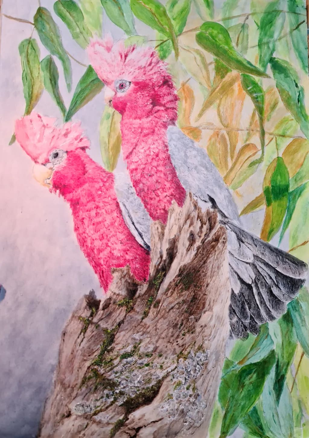 Galah Pair