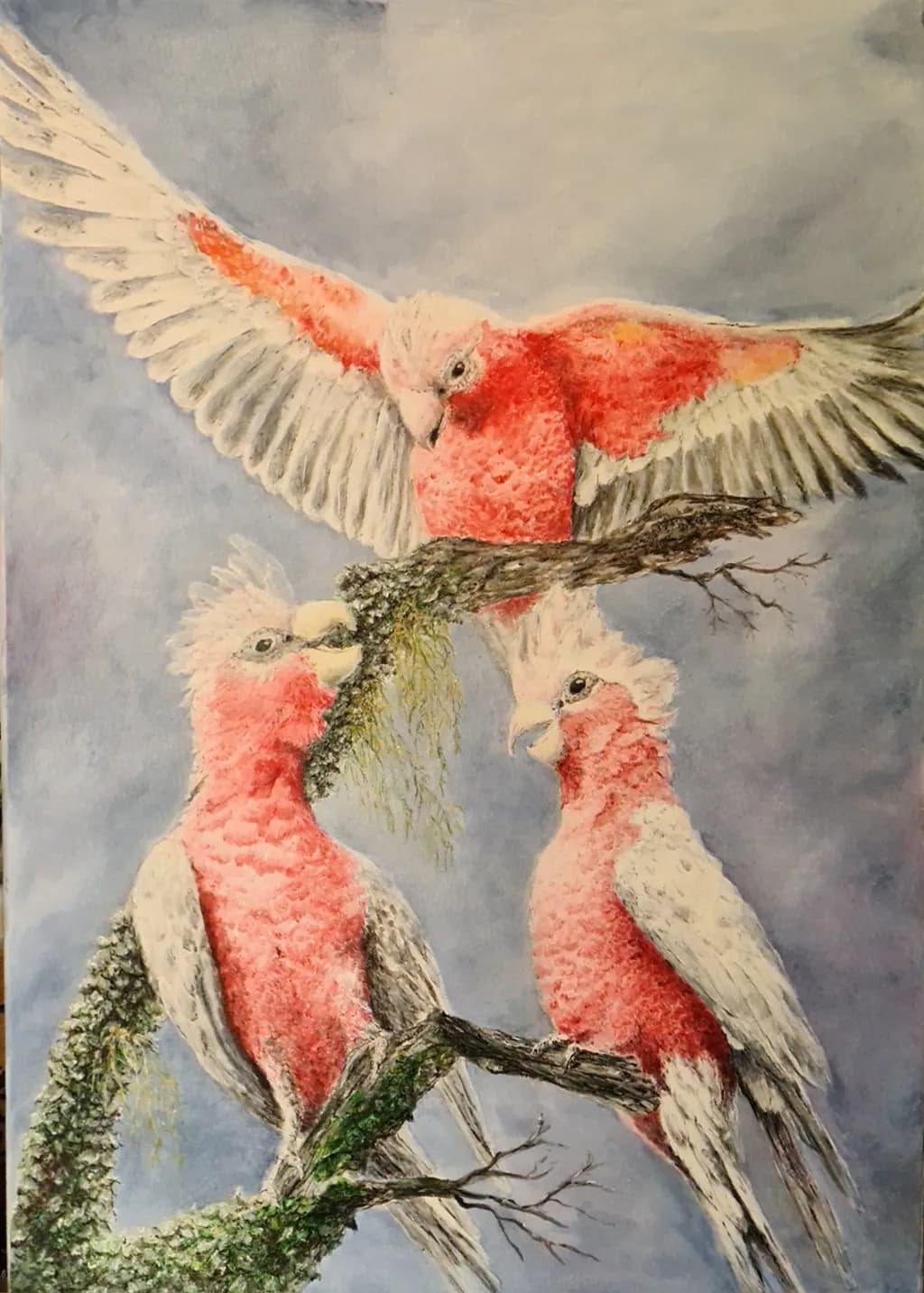 Galah Gathering