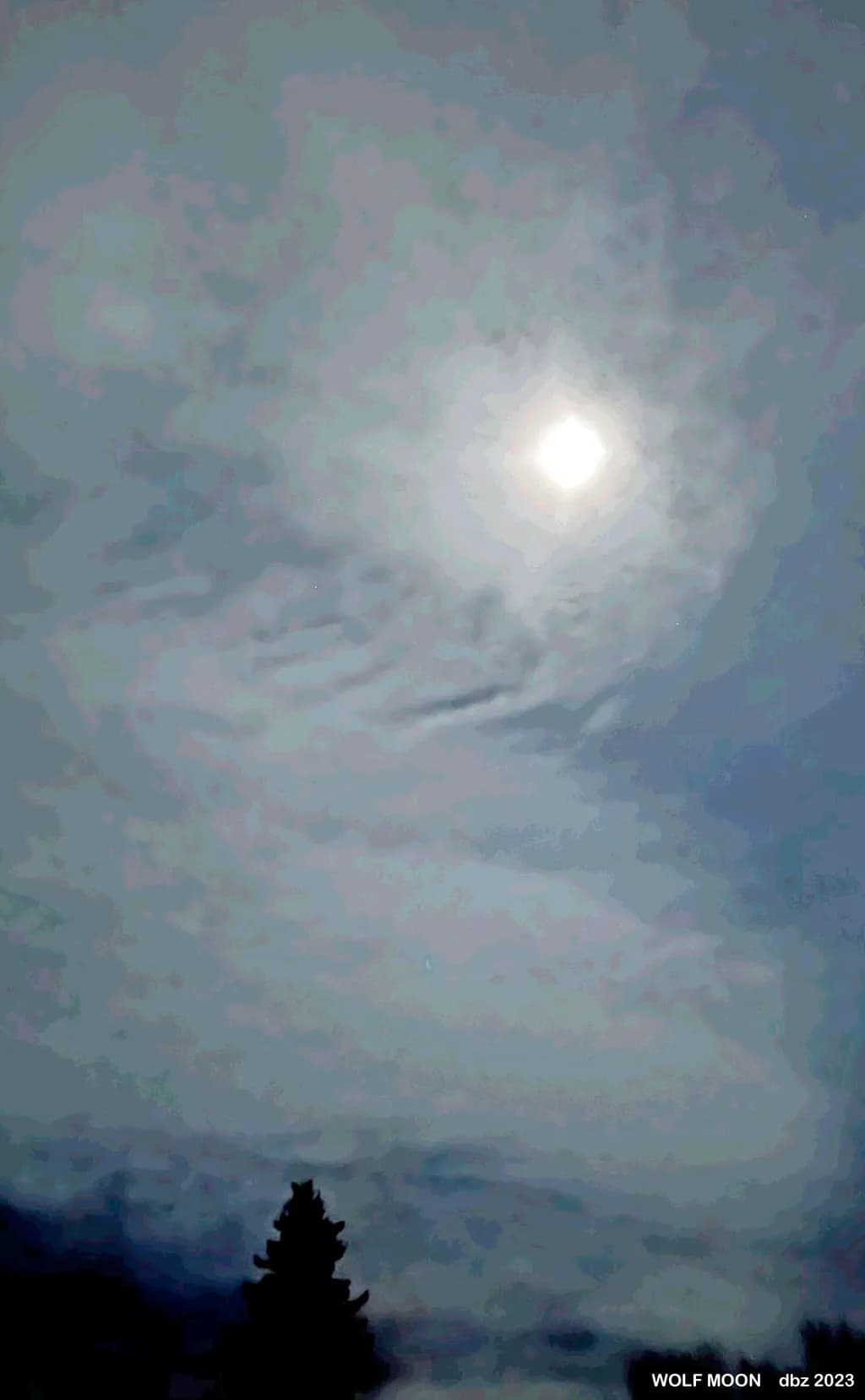 Wolf Moon Over Evergreens