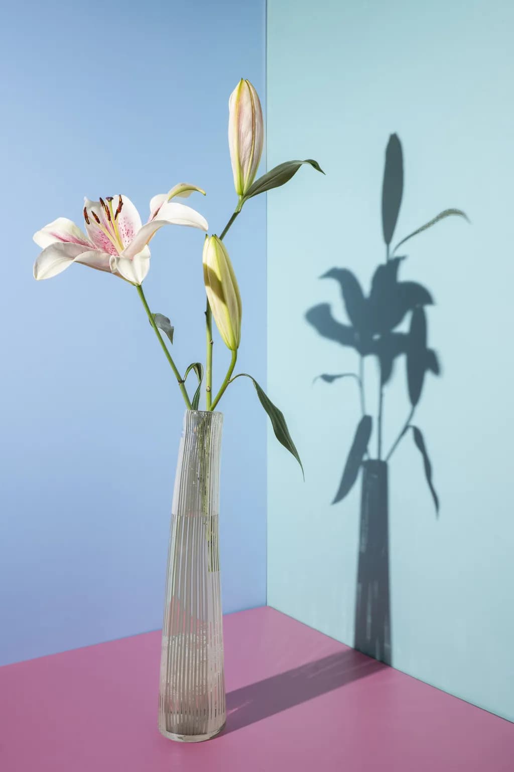 Lily's and their shadow