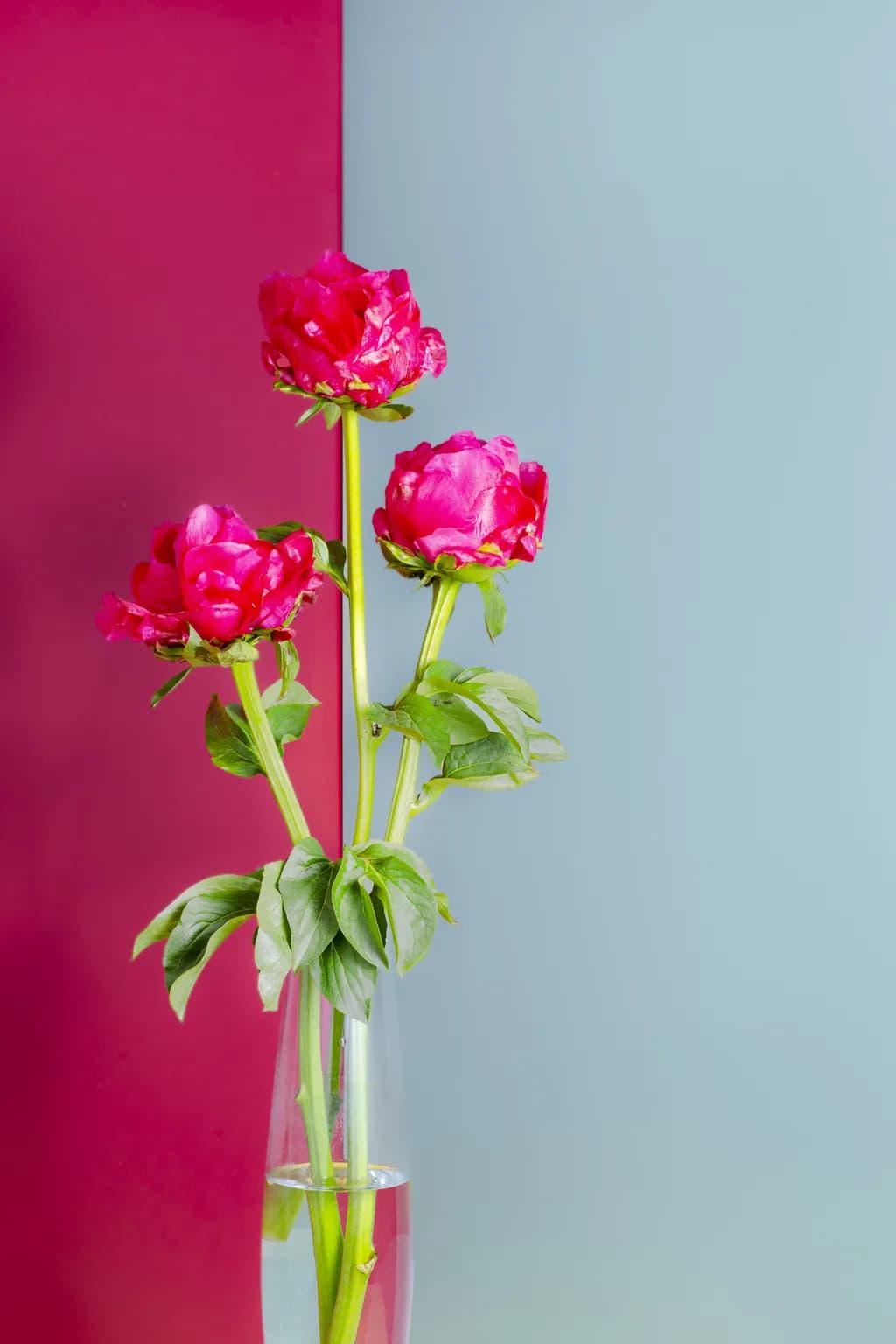 Glorious Peonies