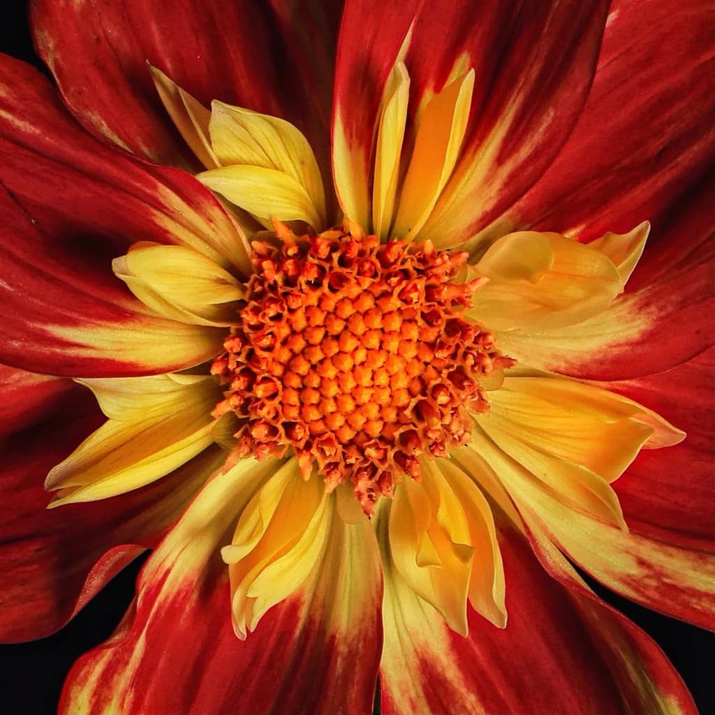 Vibrant Harmony: A Close-Up Journey into Nature's Colorful Dahlia Delight