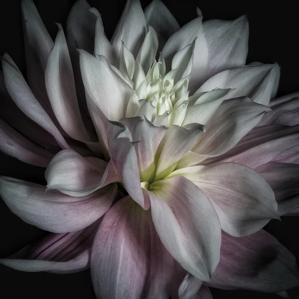 Whispers of Elegance: A Serene Lotus Bloom in Soft Hues