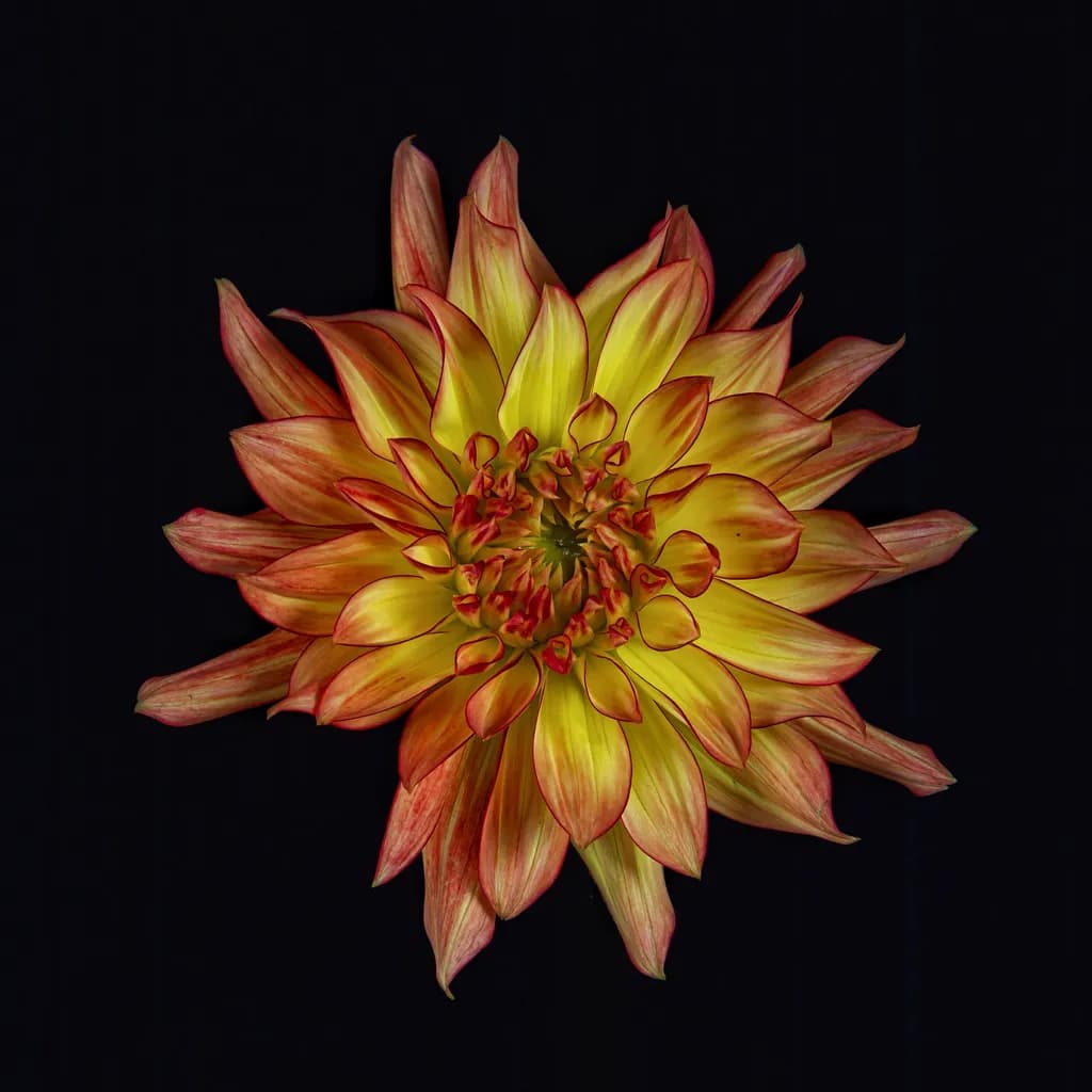 Vibrant Harmony: A Radiant Dance of Yellow and Red Petals in Nature's Embrace