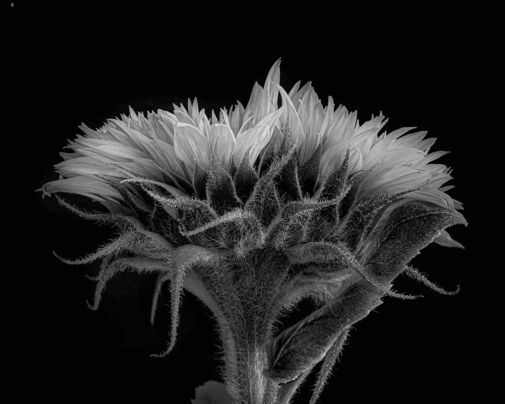 Whispers of Nature: A Black and White Floral Elegance