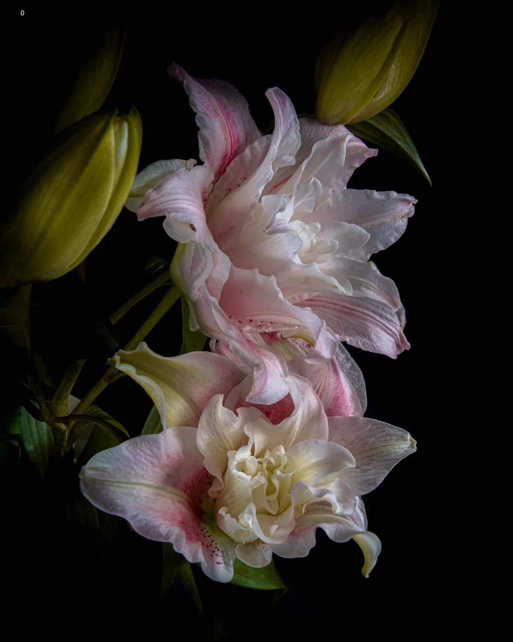 Whispers of Elegance: A Dance of Lilies in Soft Hues