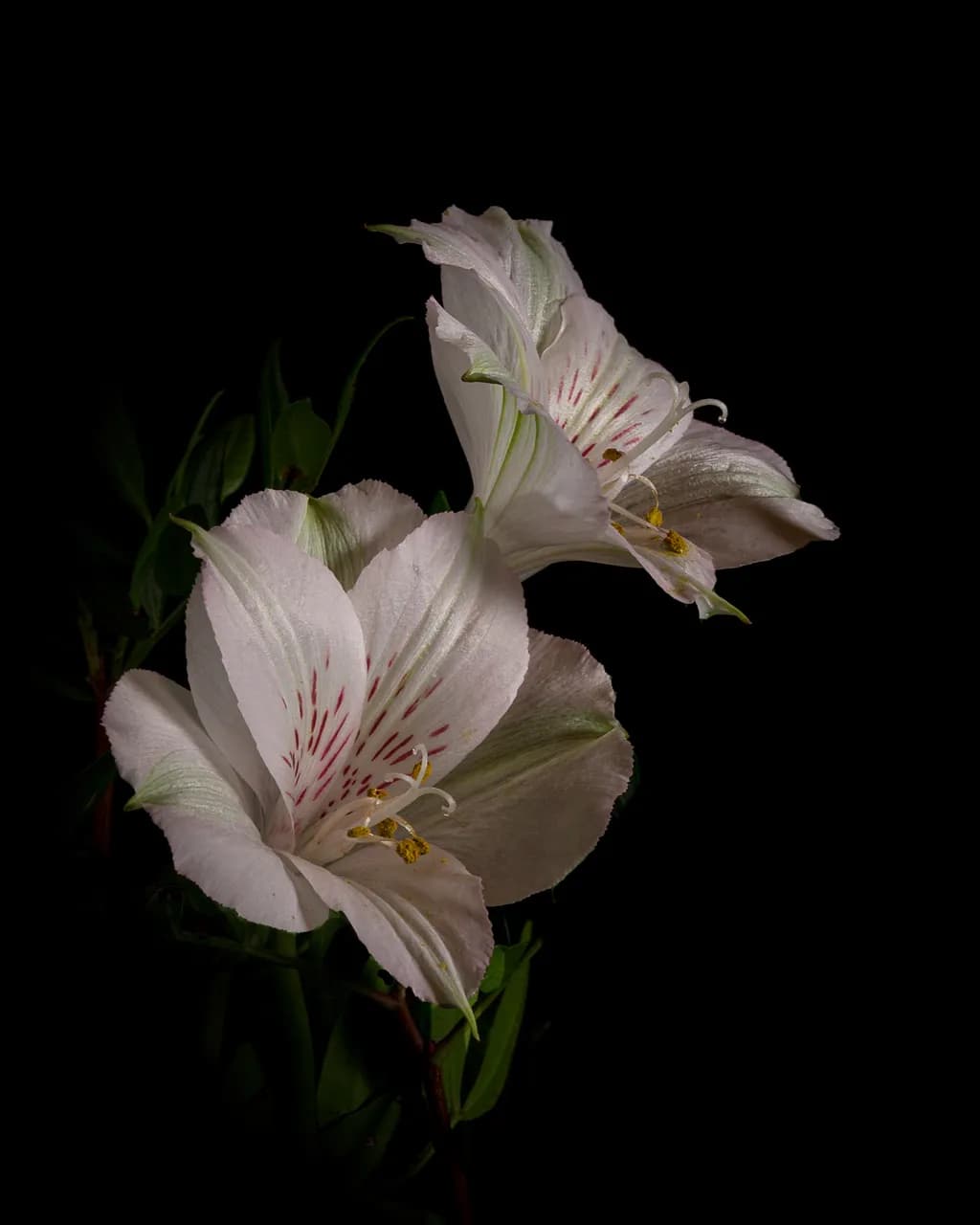 Delicate Bloom