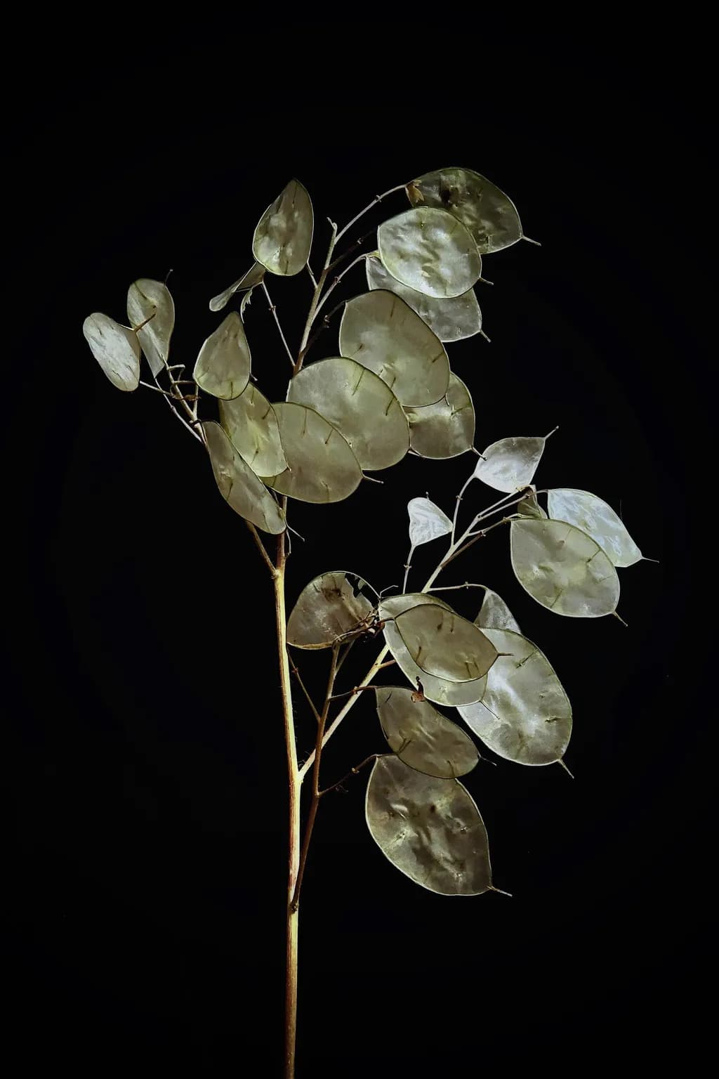 Lunaria Elegance