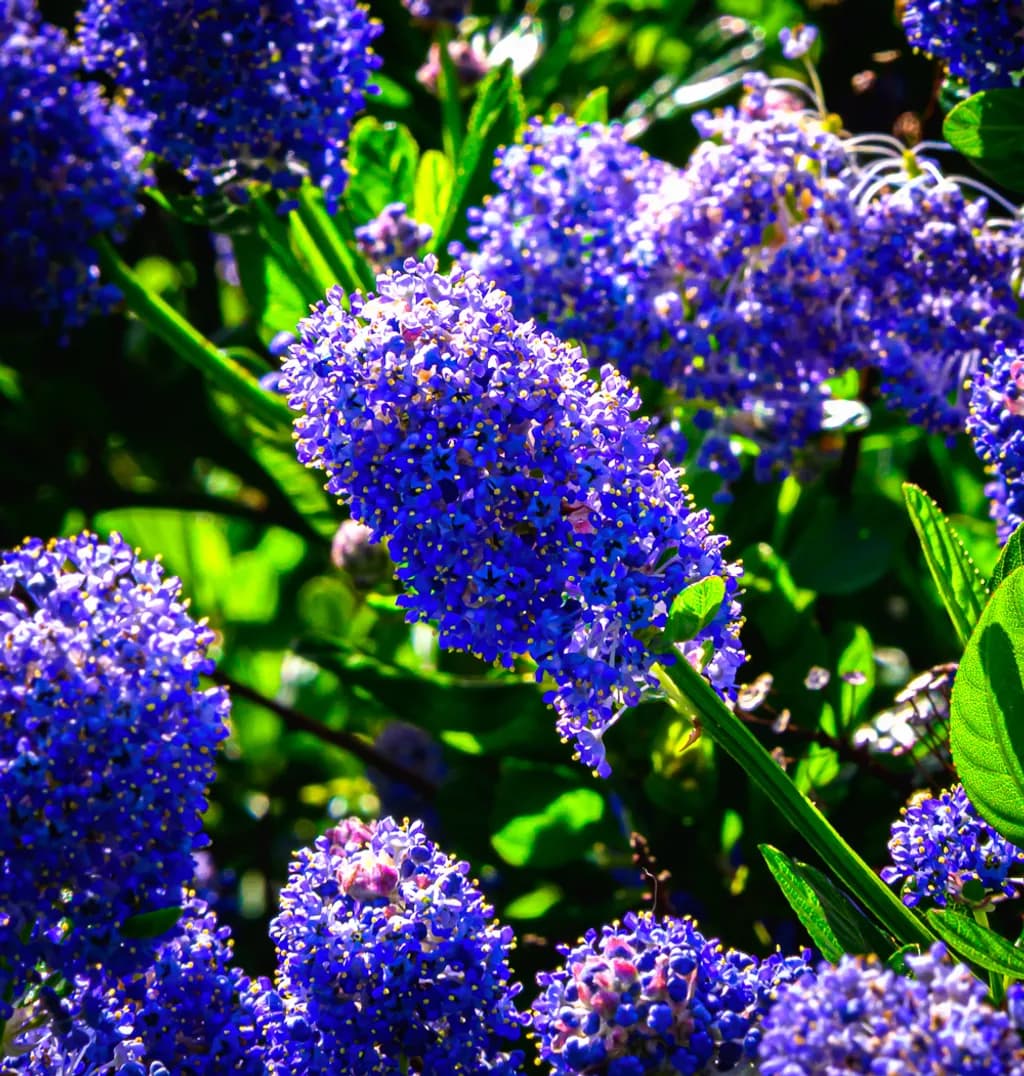Scottow Blooms