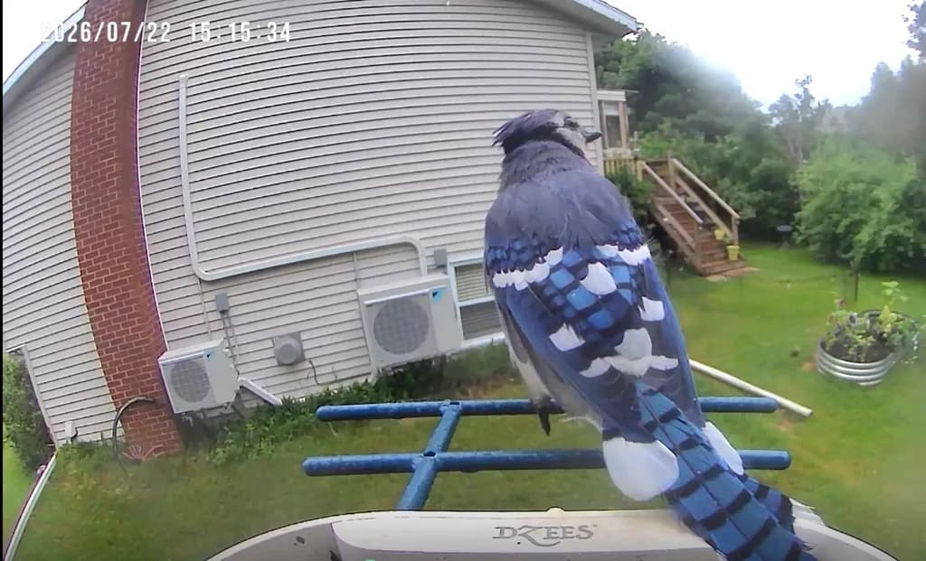 Blue Jay Perch
