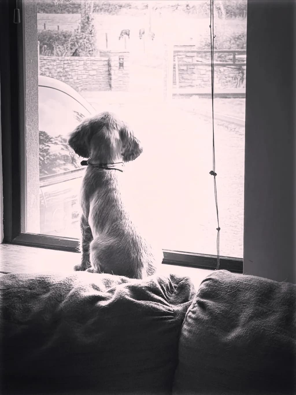A Moment of Reflection: A Dog's Gaze Through the Window