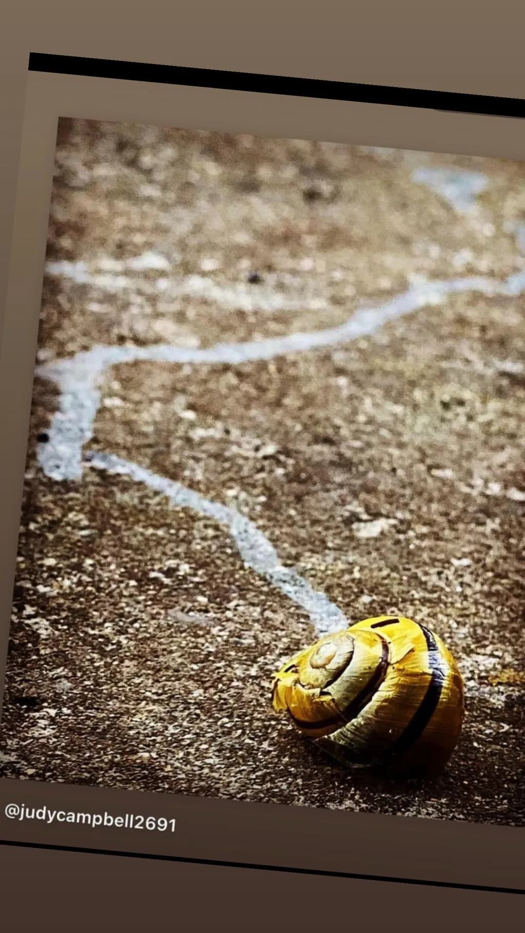 Whispers of Nature: A Macro Journey into the Snail's World on Textured Ground