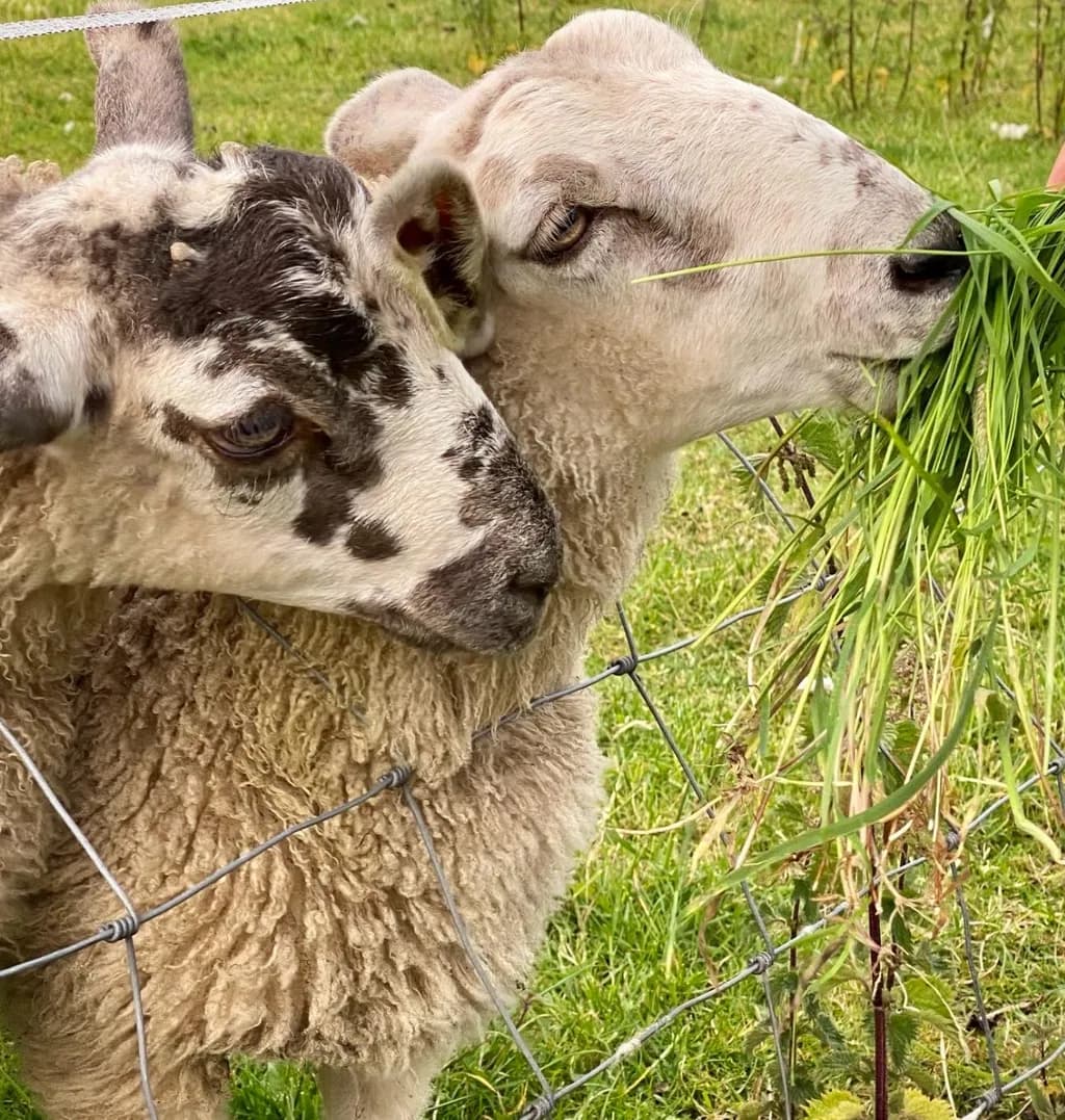 Whispers of the Meadow: Two Sheep Sharing a Moment in Nature's Embrace