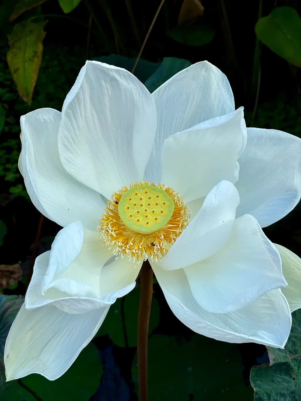 Pure Lotus Bloom