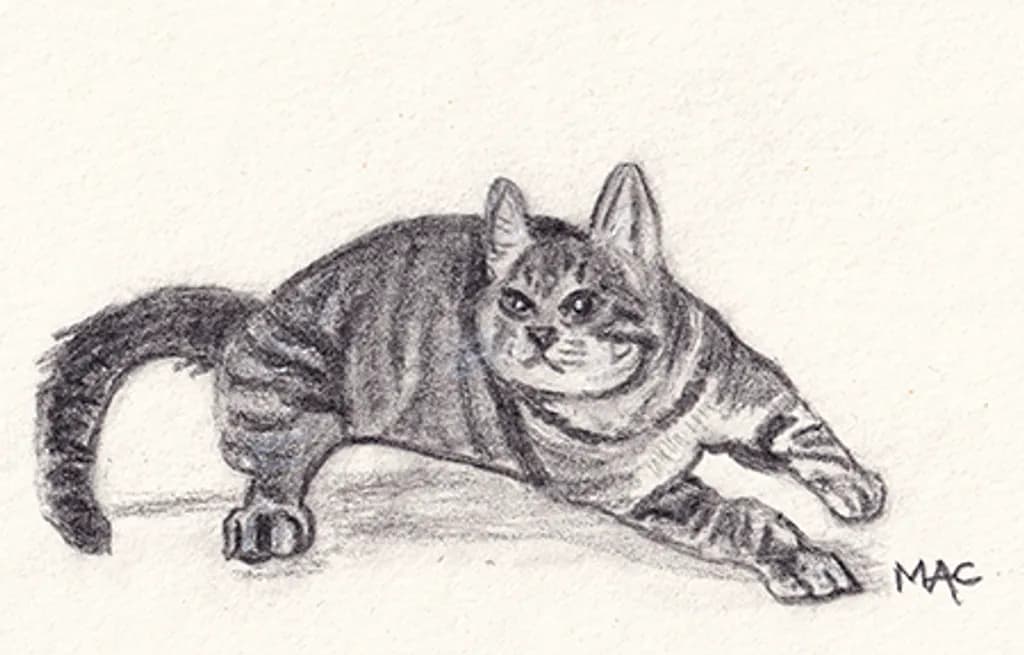 Curious Pounce