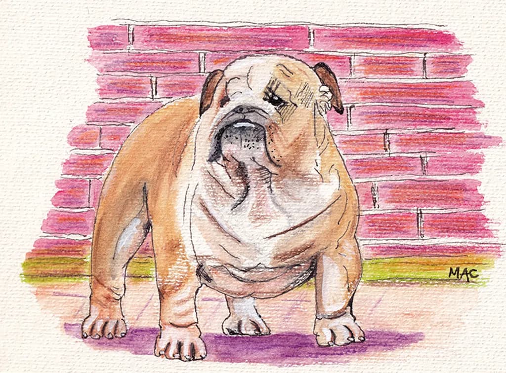 Bulldog Charm