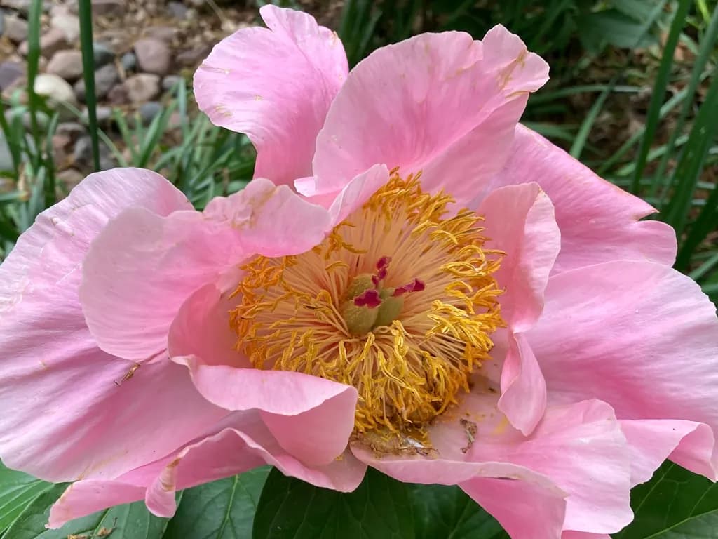 Pink Peony Closeup