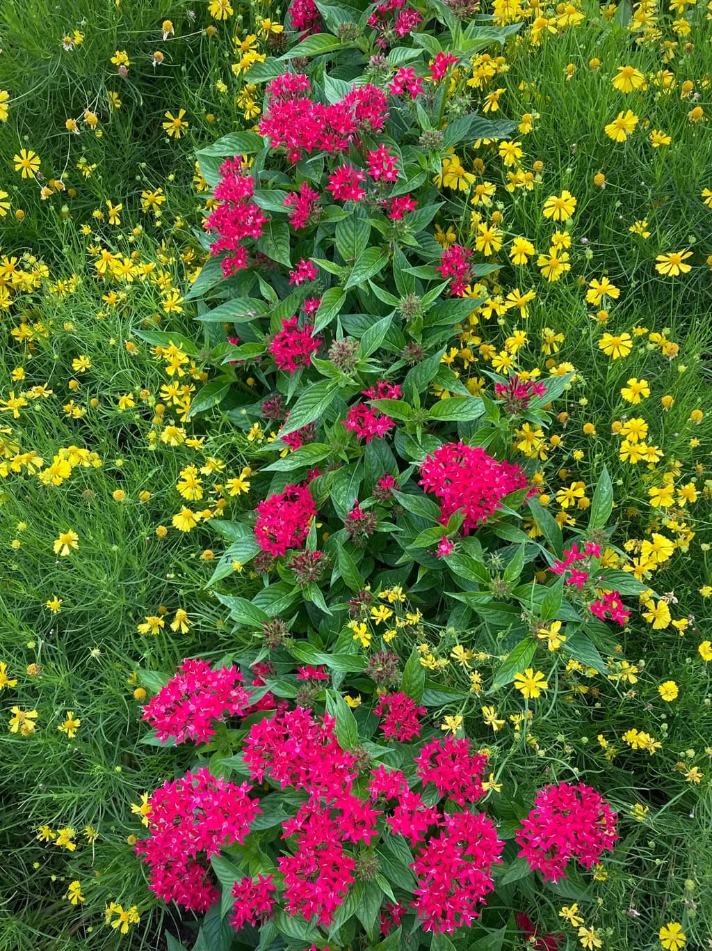 Red and Yellow Contrast