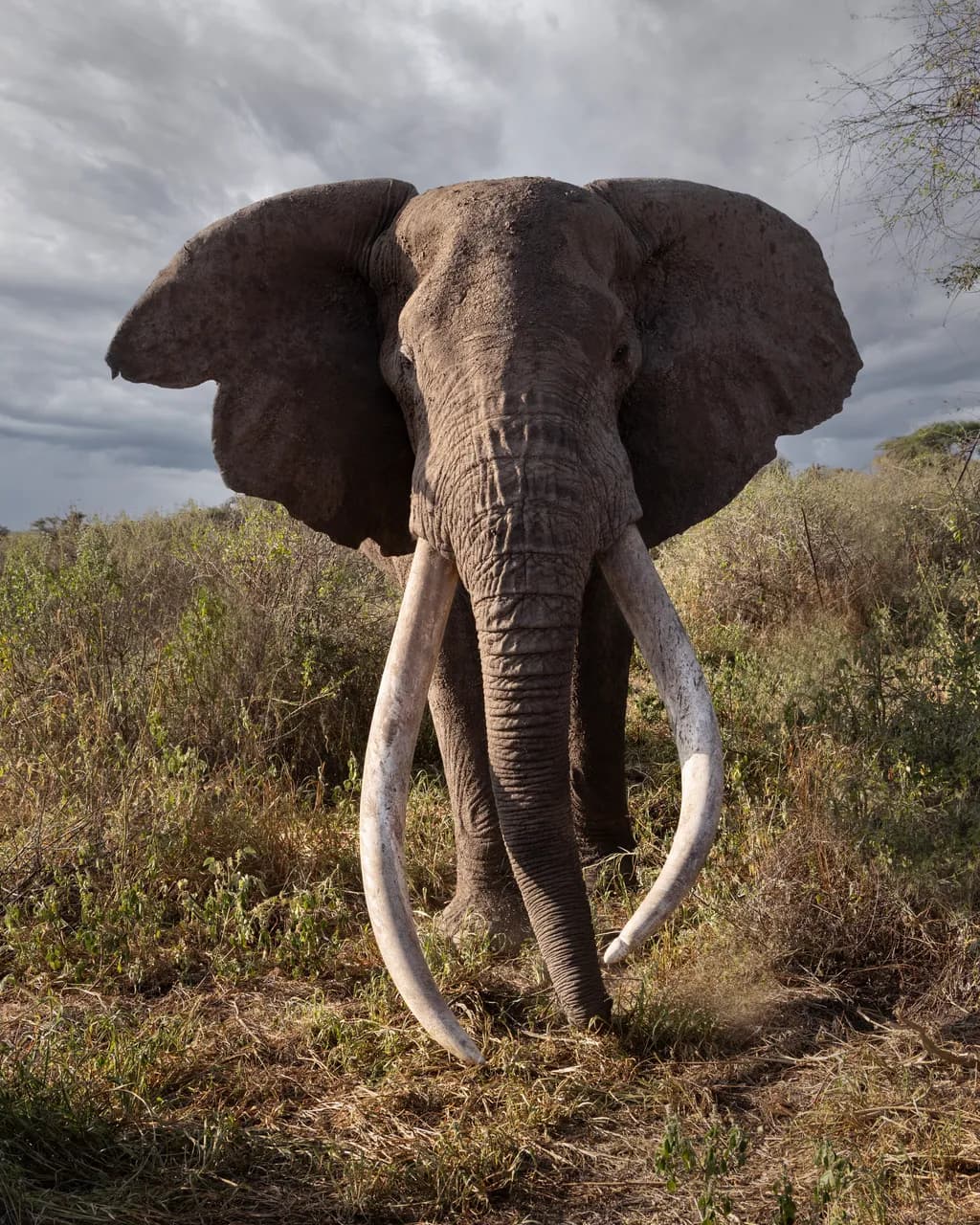 Majestic Guardian of the Savanna: An Elephant's Embrace of Nature's Beauty