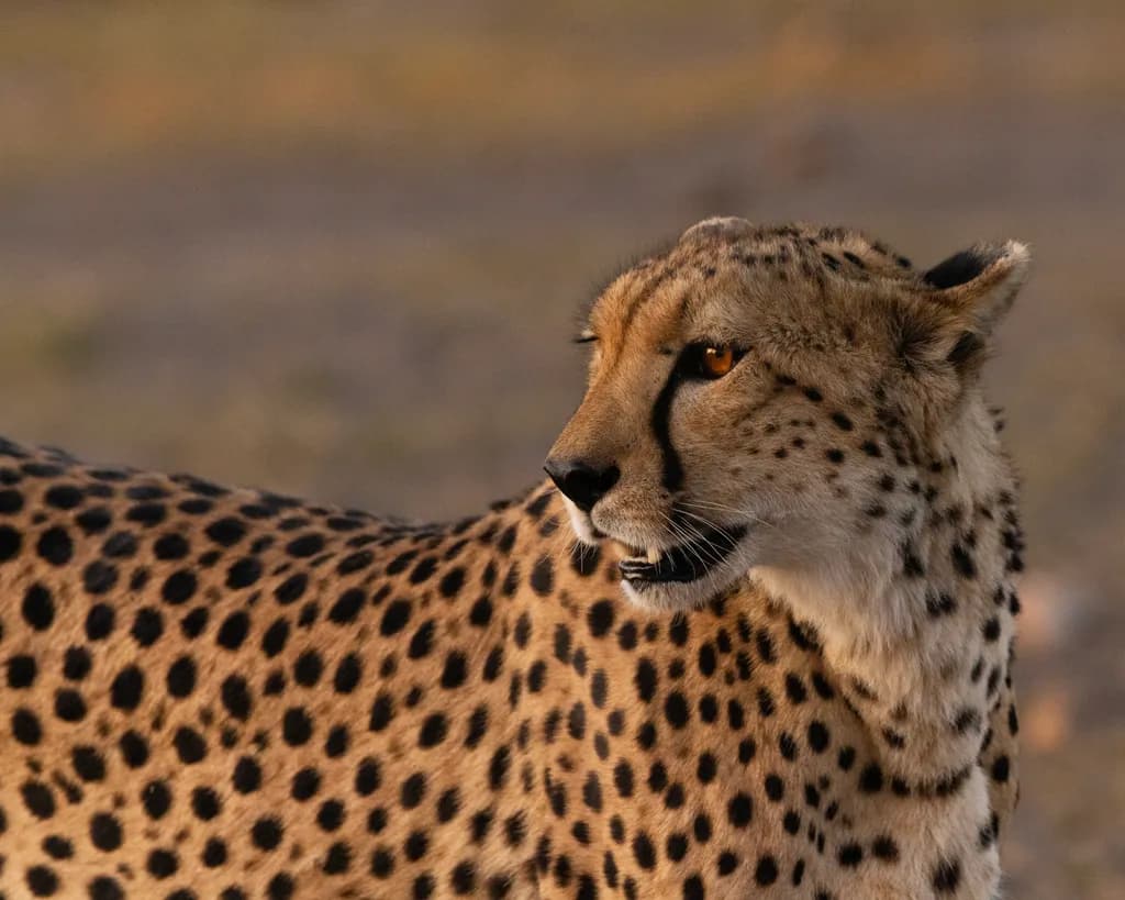 Graceful Vigilance: The Spotted Cheetah in Nature's Embrace