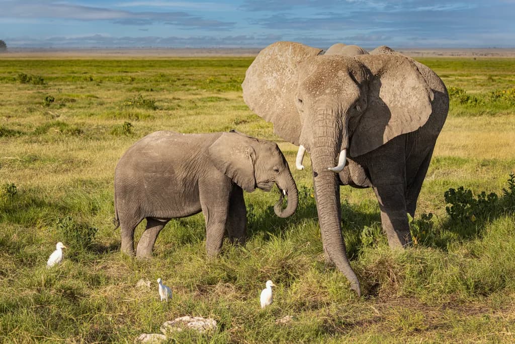Gentle Giants: A Heartwarming Encounter in the Grasslands of Nature's Embrace
