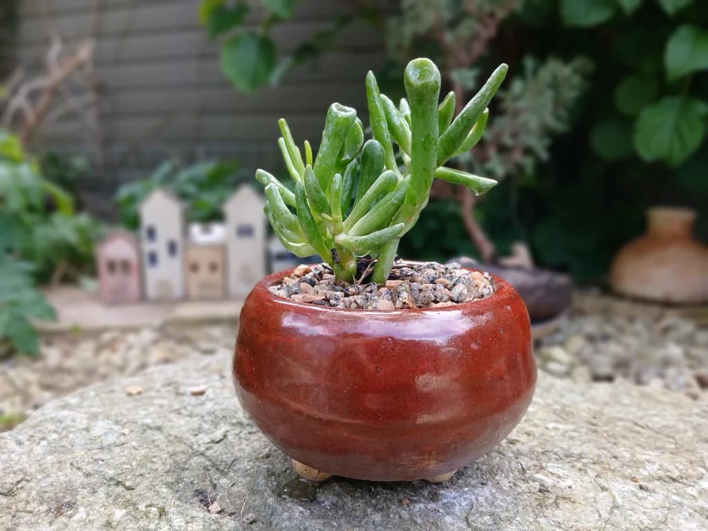 Garden Budding