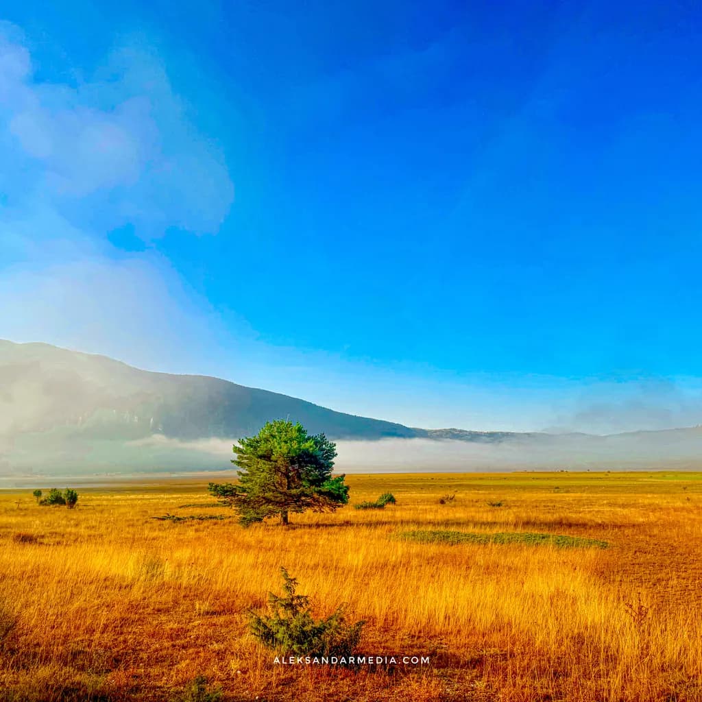 Golden Steppe Tree