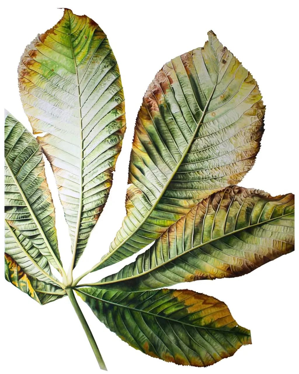 Fading Palmate