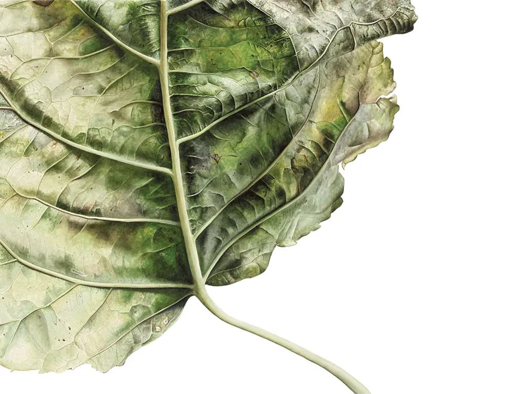 Faded Veins