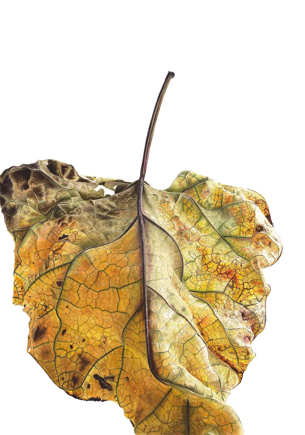 Withered Veins
