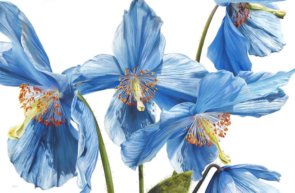 Blue Poppies