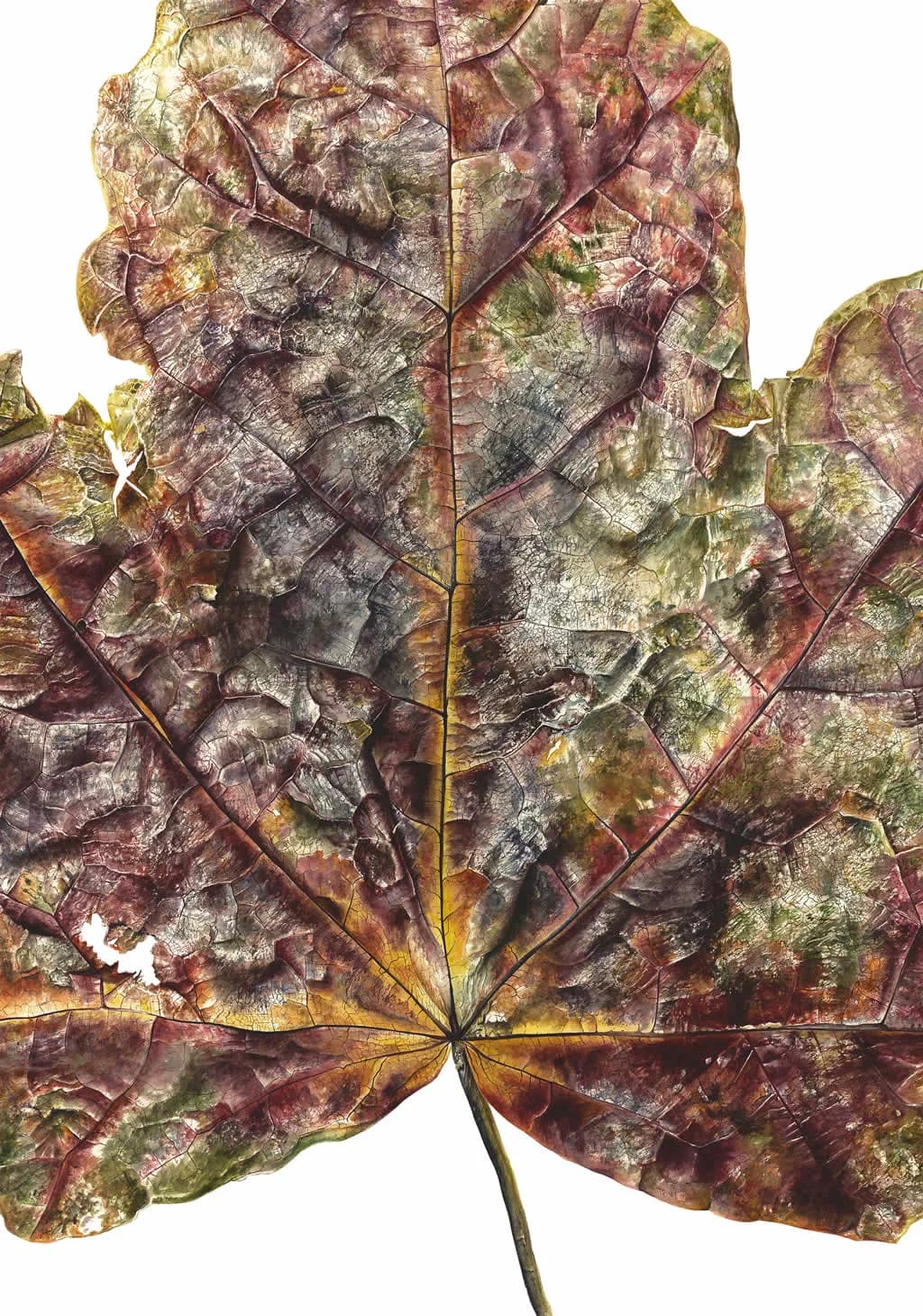 Aged Veins