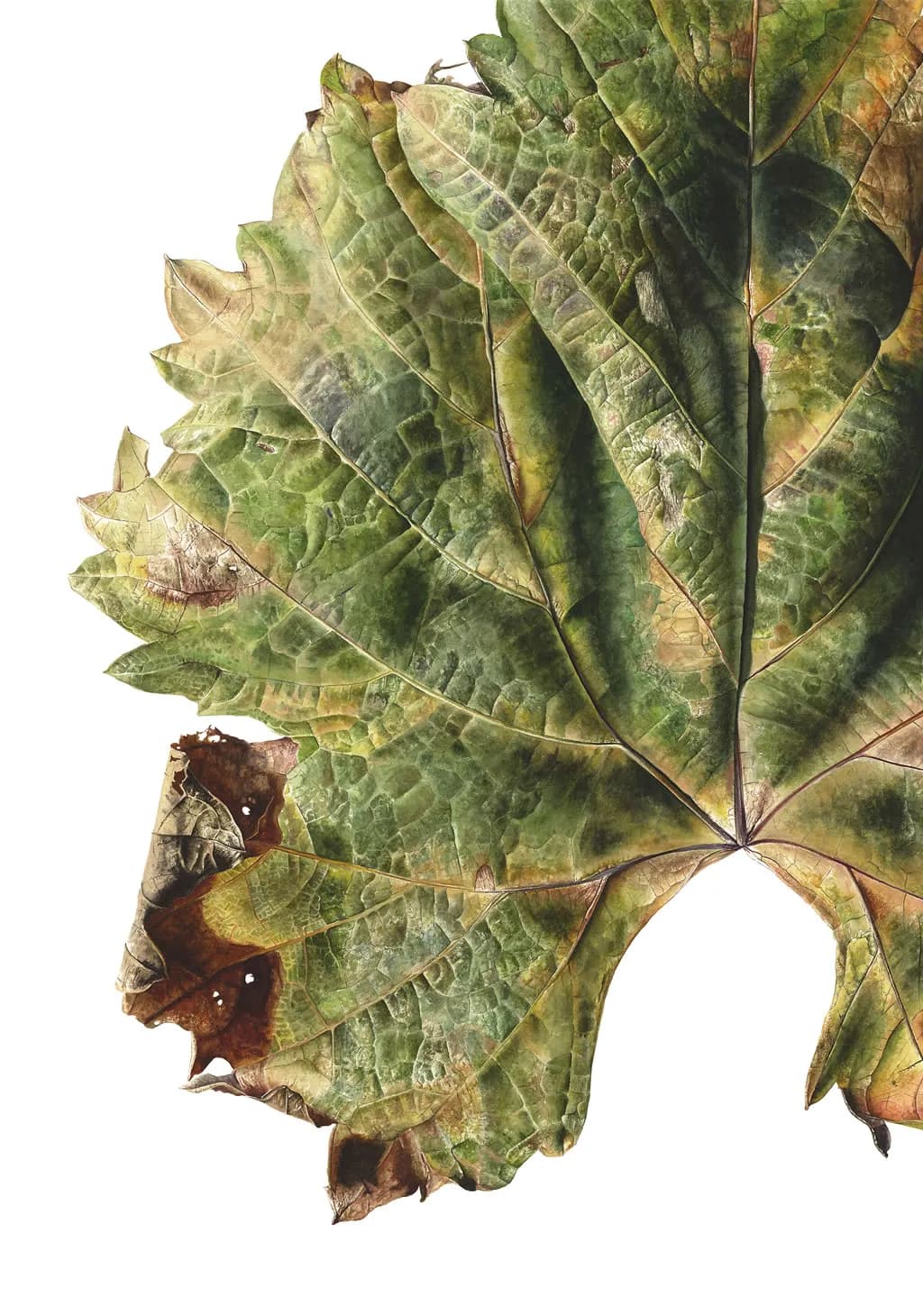 Faded Maple