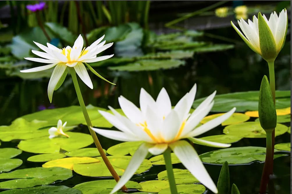 Serenity in Bloom: A Tranquil Water Lily Reflection on Still Waters