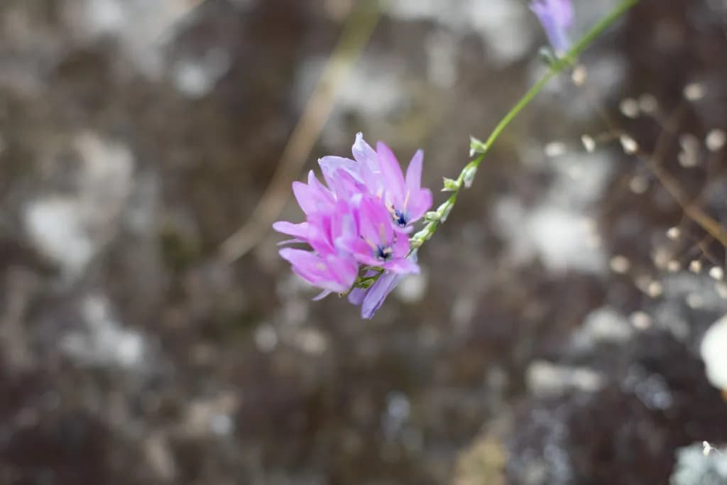 Delicate Bloom