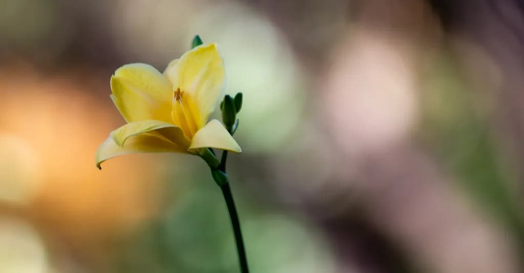 Solitary Bloom