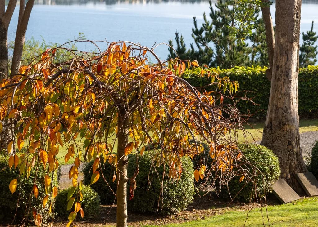Autumn Cascade